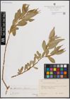 Foto von Salix excelsa S. G. Gmel.